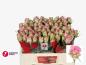Preview: Vollsortiment - Rose - ROSA
